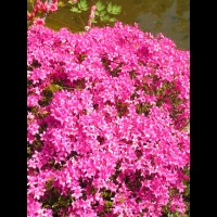 Azalee - Azalea Hatsugiri (fam. Ericacees) (1)